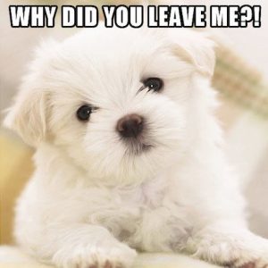 why did you leave me puppy